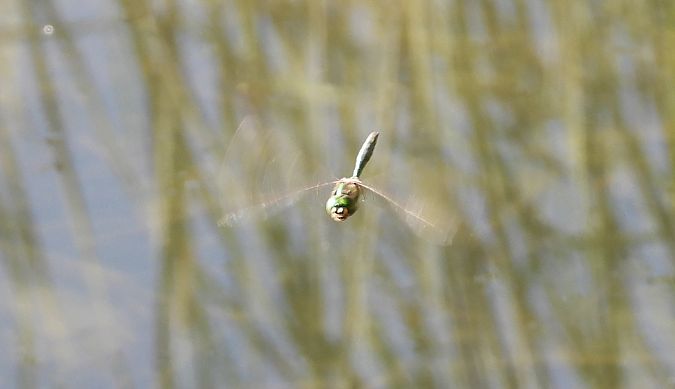 Glänzende Smaragdlibelle 