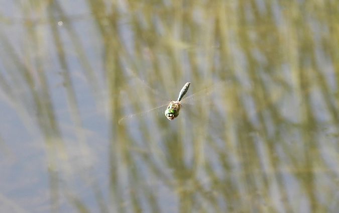 miedziopierś metaliczna 