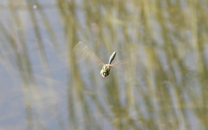 miedziopierś metaliczna 