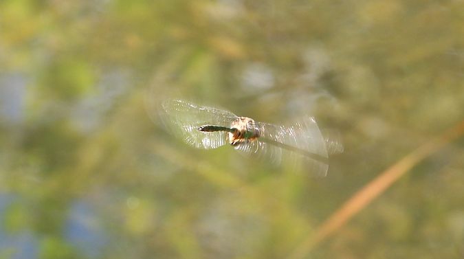 Chlorocordulie métallique 