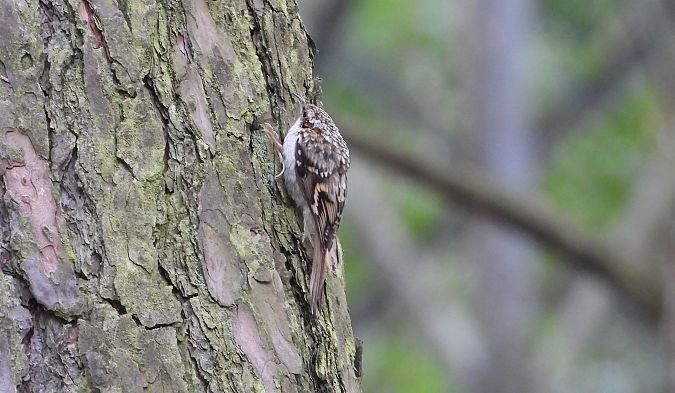 Eurasian Treecreeper  - Jarosław Słowikowski