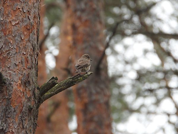 Spotted Flycatcher  - Jarosław Słowikowski