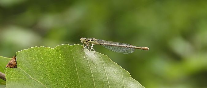 pióronóg zwykły  - Jarosław Słowikowski
