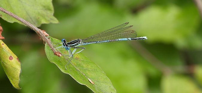 pióronóg zwykły  - Jarosław Słowikowski