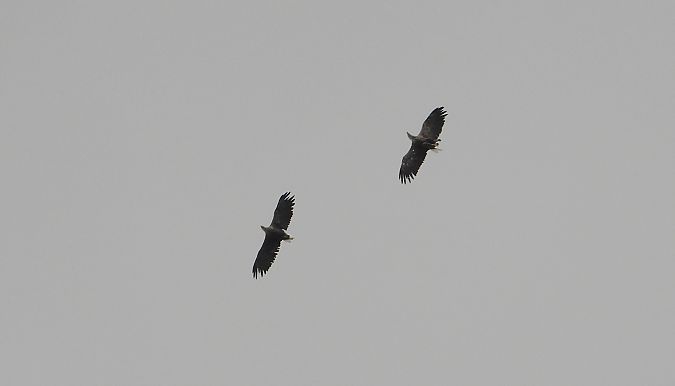 Seeadler  - Jarosław Słowikowski