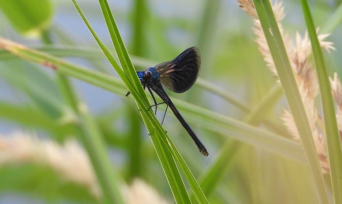 świtezianka błyszcząca  - Jarosław Słowikowski