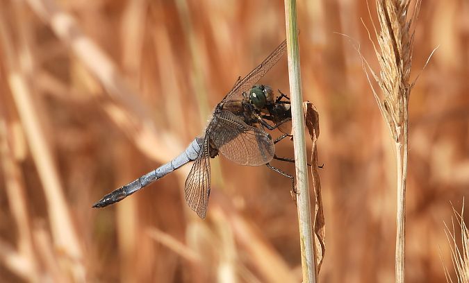 Orthétrum réticulé  - Jarosław Słowikowski