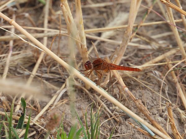 szafranka czerwona  - Jarosław Słowikowski