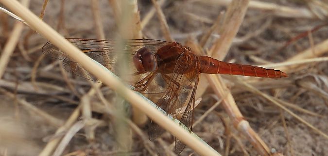 Crocothémis écarlate 