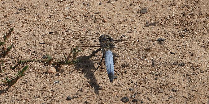 Black-tailed Skimmer  - Jarosław Słowikowski