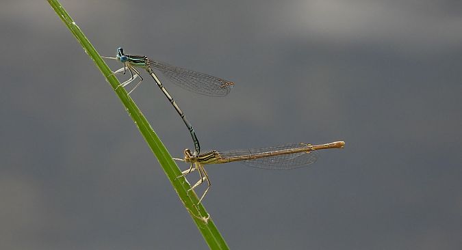 pióronóg zwykły  - Jarosław Słowikowski