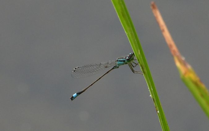 Common Bluetail  - Jarosław Słowikowski