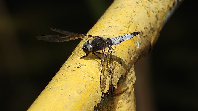 Orthétrum réticulé  - Jarosław Słowikowski