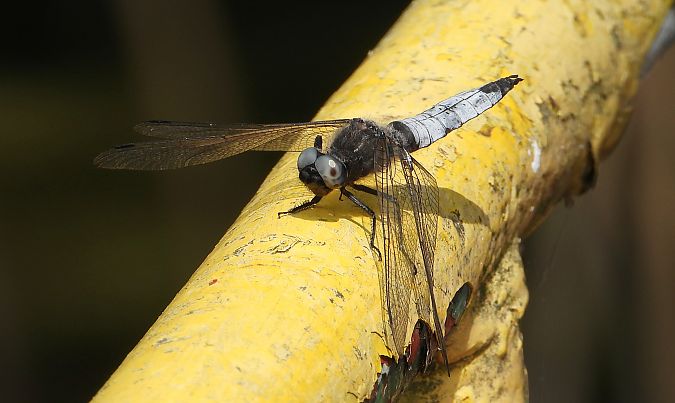 Orthétrum réticulé 