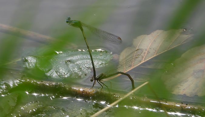 pióronóg zwykły  - Jarosław Słowikowski
