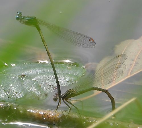 Pennipatte bleuâtre 