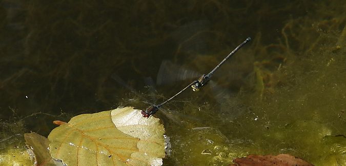 Large Redeye  - Jarosław Słowikowski