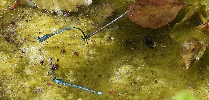 nimfa stawowa  - Jarosław Słowikowski