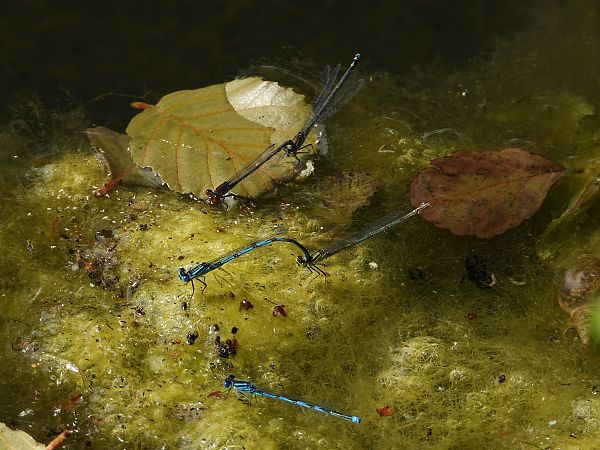 Portecoupe holarctique 