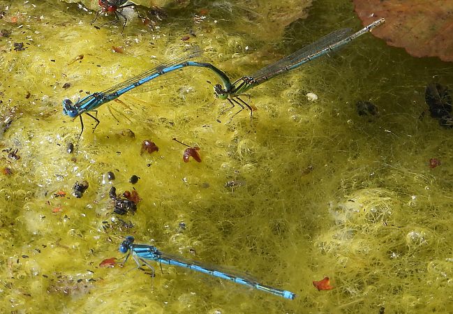 Portecoupe holarctique 