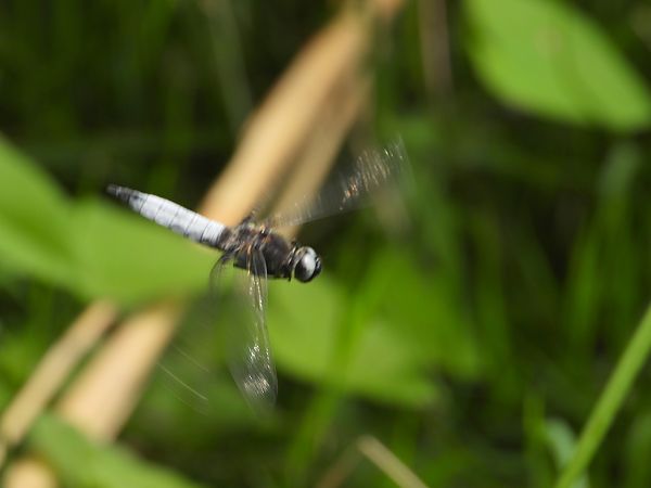 ważka ruda  - Jarosław Słowikowski