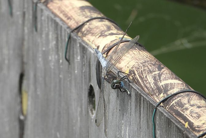 lecicha pospolita  - Jarosław Słowikowski