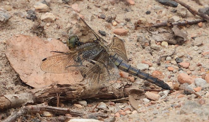 lecicha pospolita  - Jarosław Słowikowski
