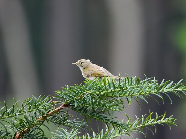 Passerine, unidentified  - Jarosław Słowikowski
