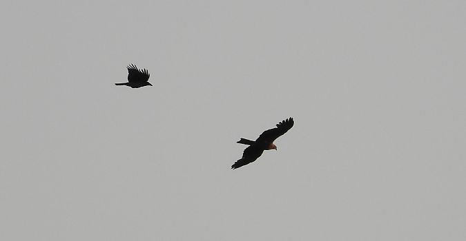 Black Kite  - Jarosław Słowikowski