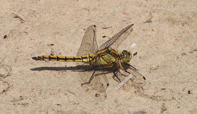 lecicha pospolita  - Jarosław Słowikowski