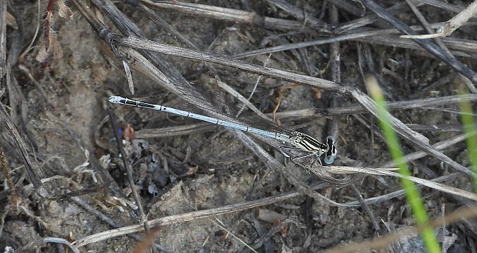 pióronóg zwykły  - Jarosław Słowikowski