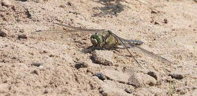 lecicha pospolita  - Jarosław Słowikowski