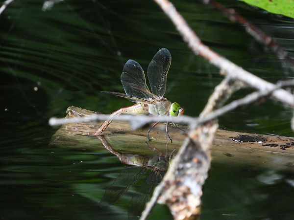 żagiew ruda  - Jarosław Słowikowski