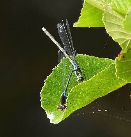 oczobarwnica większa  - Jarosław Słowikowski