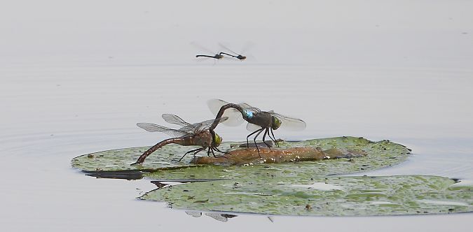 husarz władca  - Jarosław Słowikowski