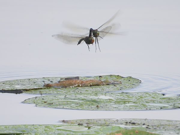Große Königslibelle 