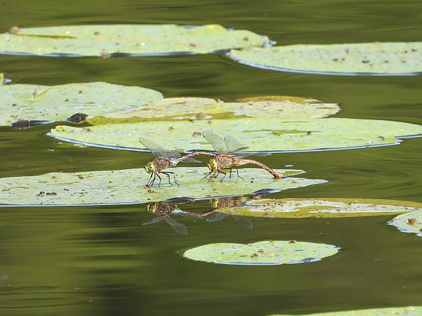 Große Königslibelle 