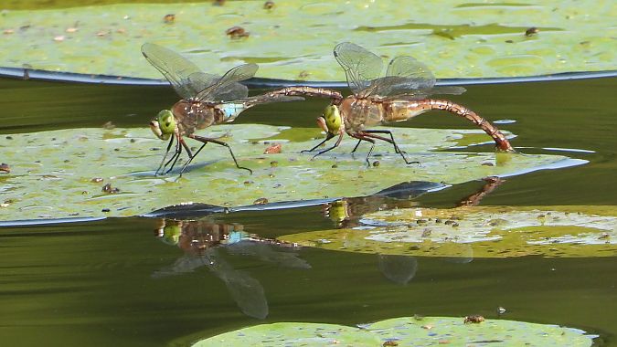 Große Königslibelle 