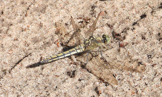 lecicha pospolita  - Jarosław Słowikowski