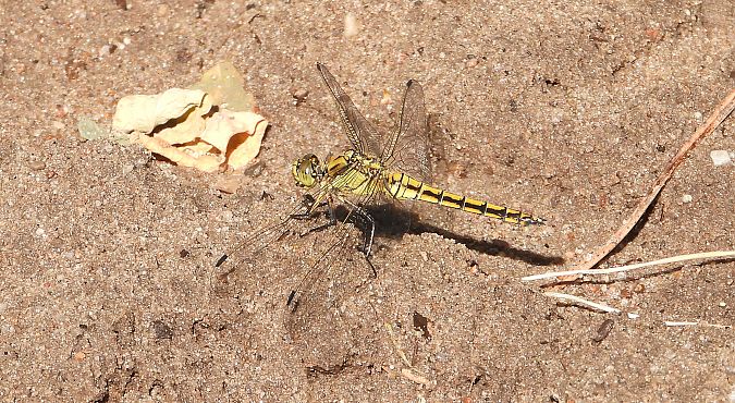 lecicha pospolita  - Jarosław Słowikowski