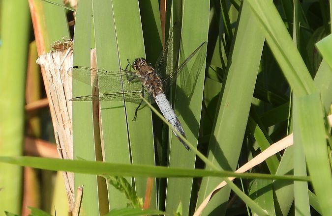 lecicha pospolita  - Jarosław Słowikowski