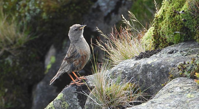Alpine Accentor  - Jarosław Słowikowski