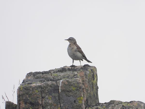 Pipit spioncelle  - Jarosław Słowikowski
