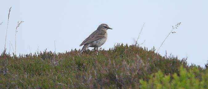 Pipit spioncelle  - Jarosław Słowikowski