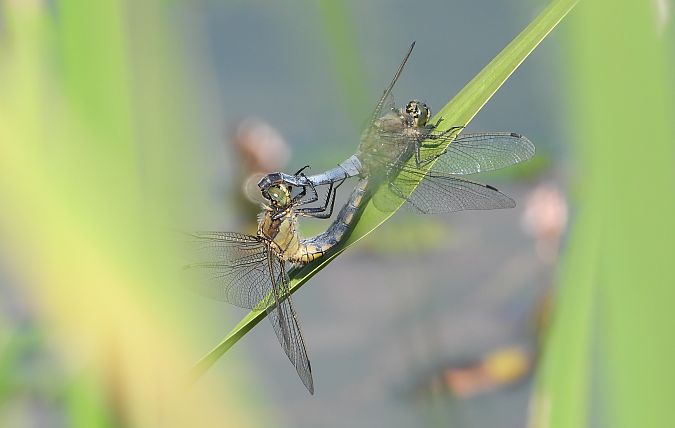 lecicha pospolita  - Jarosław Słowikowski