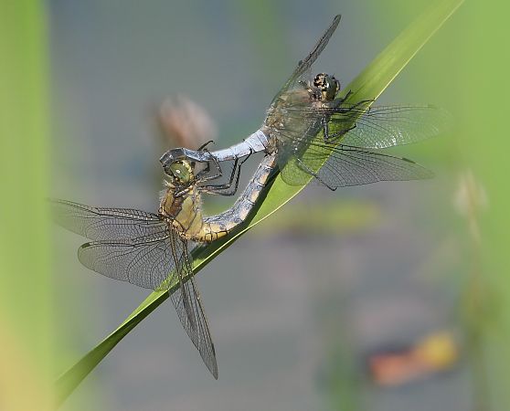Orthétrum réticulé 