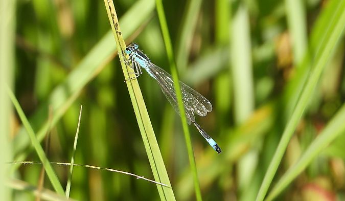 tężnica wytworna  - Jarosław Słowikowski