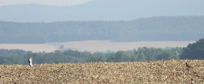 Montagu's Harrier  - Jarosław Słowikowski
