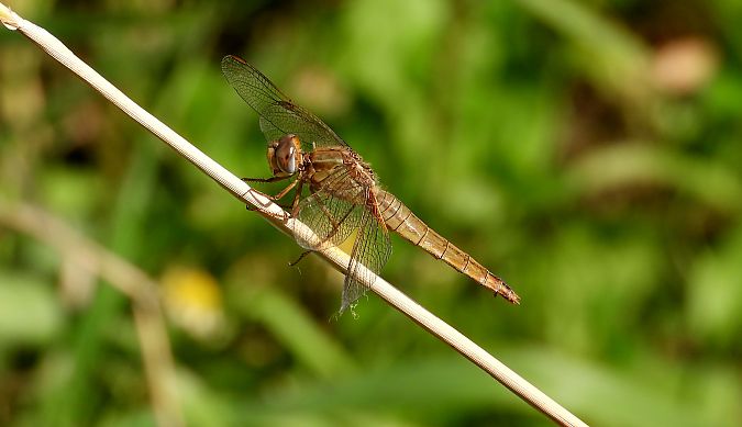 Broad Scarlet  - Jarosław Słowikowski