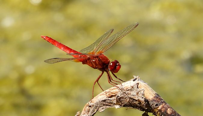 szafranka czerwona  - Jarosław Słowikowski